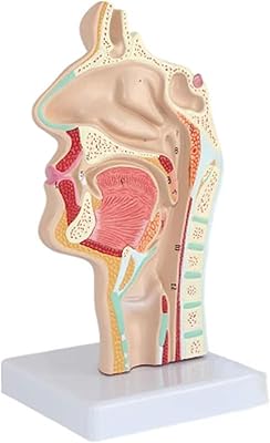 Modèle pédagogique d'anatomie de la cavité nasale hikimi, modèle pédagogique d'anatomie du nez
