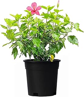 Fleur d'hibiscus plantes fraîches d'intérieur