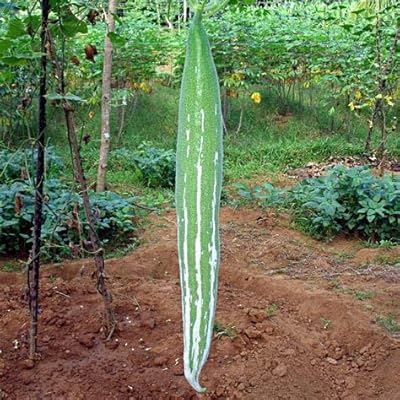Graines de plantes de serpent 20pcs