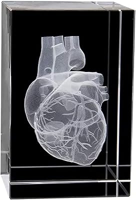 Modèle d'anatomie du cœur humain, cube (gravé au laser) souvenir médical, modèle d'anatomie