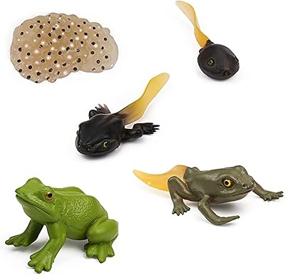 Castoyf frog toys, 5 pièces de figurines réalistes du cycle de vie