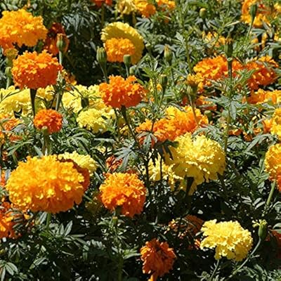 Souci crackerjack couleurs mélangées tagetes erecta 200 (pkd) graines