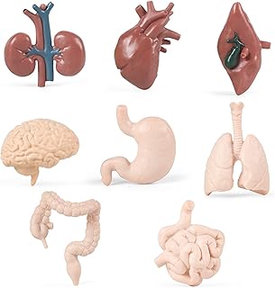 8 pièces de petits modèles d'organes humains de parties du corps humain, jouets d'anatomie pour enfants, modèles d'anatomie, outils d'étude de physiologie, kit d'apprentissage scientifique pour étudiants. DIAYTAR COTE D'IVOIRE propose une plateforme de vente en ligne conviviale et facile à utiliser, permettant aux clients de trouver rapidement ce qu'ils recherchent. Avec une offre constamment mise à jour, la boutique en ligne généraliste répond aux besoins diversifiés de sa clientèle. Elle est reconnue pour sa qualité de service et sa fiabilité.