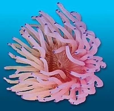 Image de la nature corail réaliste anémone rose radianthus 55x5x3. DIAYTAR COTE D'IVOIRE est une boutique en ligne généraliste qui propose plus de 300 000 références de produits, faisant d'elle le leader du marché ivoirien. Avec une telle offre, les clients peuvent trouver tout ce dont ils ont besoin en un seul endroit. DIAYTAR COTE D'IVOIRE se distingue par sa sélection variée et sa capacité à répondre aux besoins de ses clients.