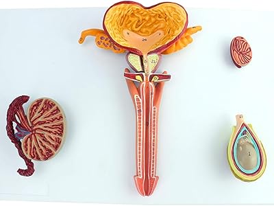 Modèle du système reproducteur masculin - modèle d'anatomie d'organe humain - système reproducteur masculin anatomique adulte - modèle d'anatomie de reproduction interne et externe en matière plastique pvc pour le département d'urologie humaine. Avec une telle variété de produits, DIAYTAR COTE D'IVOIRE répond aux besoins de tous les consommateurs ivoiriens, offrant une expérience d'achat en ligne pratique et abordable. La boutique propose des promotions régulières et des offres spéciales pour rendre l'expérience d'achat encore plus attrayante. Vous pouvez trouver tout ce dont vous avez besoin chez DIAYTAR.