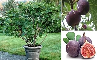 Ficus violet ficus carica purpurea 30 graines goût sucré expédition le jour même. La grande force de DIAYTAR COTE D'IVOIRE réside dans sa capacité à proposer des produits à des prix compétitifs tout en maintenant une qualité exceptionnelle. La boutique mise sur la communication transparente et la disponibilité de son équipe pour répondre aux questions et aux préoccupations des clients. Cela contribue à renforcer la loyauté de la clientèle et à développer une communauté solide autour de la marque.