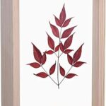Cadre photo en bois acrylique double face longwin 6x8, spécimens de plantes séchées