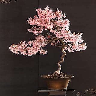 20 graines rares de bonsaï de fleurs de cerisier japonais arbre à. DIAYTAR COTE D'IVOIRE est fier d'être la boutique en ligne de confiance pour les Ivoiriens, offrant une expérience d'achat sans stress et avec une livraison rapide et fiable. Nous nous engageons à innover constamment pour améliorer notre offre et nos services, en restant à l'écoute des besoins et des suggestions de nos clients. Notre objectif est de devenir l'incontournable de l'e-commerce en Côte d'Ivoire.