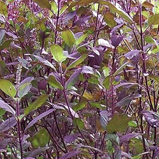 Yogani life krishna/shyama tulsi plante à base de plantes \"grande plante\" avec pot. DIAYTAR COTE D'IVOIRE se démarque par son offre incroyable de plus de 300000 références, satisfaisant ainsi tous les goûts et les budgets. La boutique en ligne est conçue pour offrir une expérience d'achat en ligne sécurisée et pratique. Les clients peuvent profiter de promotions régulières et de réductions exclusives.