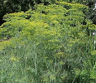 Aneth mammouth biologique anethum grivulens 1500 graines