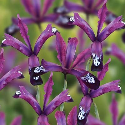 6 bulbes d'iris avec un design unique de fleurs rose-rouge des couleurs et des lignes. DIAYTAR COTE D'IVOIRE est une boutique en ligne généraliste qui propose plus de 300000 références de produits pour répondre à tous les besoins de ses clients.