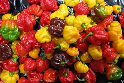 25 graines de scotch bonnet - (mélange) - rouge, jaune et chocolat !