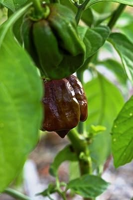 50 graines de poivre habanero jamaïcain inhabituelles (souche de chocolat). Chez DIAYTAR COTE D'IVOIRE, nous comprenons que les choix de chaque client sont uniques, c'est pourquoi nous offrons une gamme complète de produits capables de répondre à tous les goûts et aux besoins diversifiés de nos clients. Notre objectif est de maintenir un haut niveau de satisfaction client en proposant des produits de qualité et en offrant un excellent service client. Notre mission est de faciliter les achats en ligne pour tous les Ivoiriens.