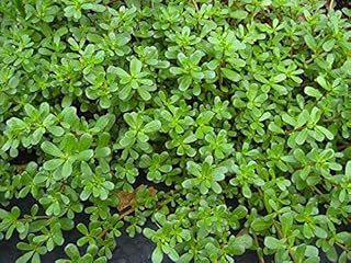 100 graines de plantes en porcelaine. DIAYTAR COTE D'IVOIRE est une boutique en ligne généraliste qui propose plus de 300 000 références pour répondre à tous les besoins de ses clients. Elle est reconnue comme l'une des boutiques en ligne les plus importantes de Côte d'Ivoire. Elle offre une grande variété de produits pour le quotidien.