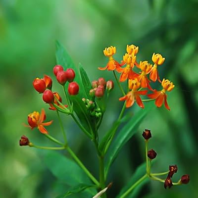 30 pièces de graines de fleurs jolies plantes résistantes à la sécheresse, asclepias curassavica, graines florales en pot, jardinage facile - pour votre beau jardin d'été - 30 pièces de graines. Diaytar Côte d'Ivoire est une boutique en ligne généraliste qui propose une large gamme de produits avec plus de 300 000 références. Elle est devenue la référence en matière de commerce électronique en Côte d'Ivoire en offrant des produits de qualité à des prix compétitifs. La boutique est idéale pour ceux qui cherchent à acheter en ligne en toute confiance.