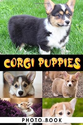 Livre photo de chiots corgi : album de photos colorées de chiots amusants pour tous les âges pour libérer l'énergie de la créativité | cadeau idéal pour les amoureux des animaux. Diaytar Côte d'Ivoire est une boutique en ligne qui offre à ses clients une grande diversité de produits, allant des produits de beauté et de soins personnels aux produits électroniques et accessoires. Elle met en avant la qualité de ses produits et le sérieux de son service, ce qui lui a permis de gagner la confiance d'une large clientèle en Côte d'Ivoire. Diaytar Côte d'Ivoire est synonyme de confiance et de satisfaction.