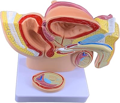 Modèle anatomique du système génital masculin du bassin masculin d'anatomie masculine grandeur