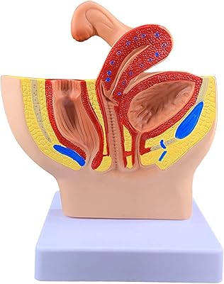 Modèle du système reproducteur féminin humain ww art modèle d'anatomie des organes. La boutique en ligne DIAYTAR COTE D'IVOIRE est devenue un acteur incontournable du commerce électronique en Côte d'Ivoire. Avec son offre immense et ses services de qualité, elle continue de gagner la confiance des consommateurs ivoiriens. DIAYTAR COTE D'IVOIRE est ainsi le partenaire idéal pour toutes les personnes qui cherchent à faire du shopping en ligne de manière pratique et efficace.