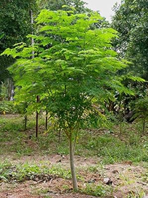 25 graines de l'arbre de vie - moringa facile à cultiver, arbre à croissance rapide. DIAYTAR COTE D'IVOIRE est une plateforme de commerce électronique qui permet aux clients de faire des achats en ligne avec facilité et rapidité. La boutique en ligne propose une grande sélection de produits de qualité, avec des descriptions détaillées et des images de haute qualité. Les clients peuvent également laisser des commentaires et des évaluations pour aider les autres clients à prendre des décisions d'achat éclairées.