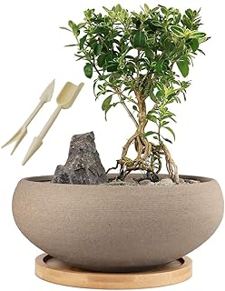 Pot à bonsaï rond en céramique non émaillé muzi avec plateau en bambou, grand pot pour plantes succulentes rugueuses avec trou de drainage de 8 pouces... DIAYTAR COTE D'IVOIRE est une boutique en ligne généraliste qui propose plus de 300000 références de produits pour répondre à tous les besoins de ses clients. Avec une gamme variée de produits, cette boutique en ligne est devenue la référence en Côte d'Ivoire. Elle offre une expérience d'achat en ligne unique et pratique.