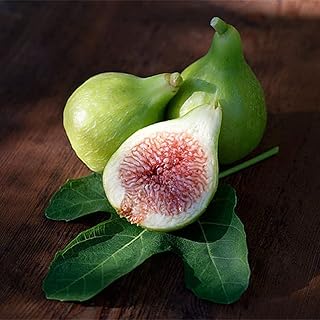 200pcs graines de figuier rares arbre vivace ficus carica doux délicieux niveau d'entrée variété nutritive parfait pour les amateurs débutants. Avec plus de 300 000 références, DIAYTAR COTE D'IVOIRE est la boutique en ligne la plus fournie de Côte d'Ivoire, proposant tout ce dont les clients ont besoin. De l'électronique aux produits alimentaires, en passant par la mode et les accessoires, elle couvre tous les domaines. Sa popularité grandissante est due à sa capacité à offrir des produits de qualité à des prix abordables.