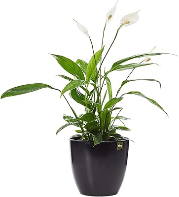 Jardinière fnb lily, noir mat