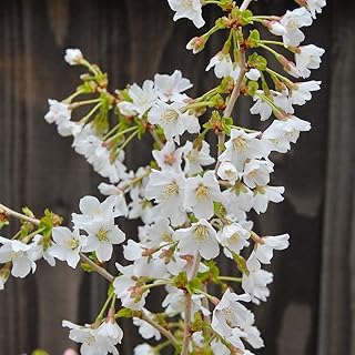 Prunus anxia kojo no-mai cerisier japonais à faible entretien les plantes ornementales fuji