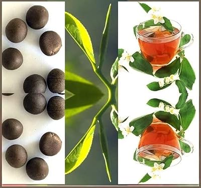 20pcs graines de thé noir au goût frais, graines de théier denses et fleurs parfumées de camellia sinensis. DIAYTAR COTE D'IVOIRE est une boutique en ligne généraliste qui propose plus de 300 000 références de produits. Elle est leader en Cote d'Ivoire et offre une large gamme de produits pour répondre à tous les besoins. La boutique en ligne DIAYTAR COTE D'IVOIRE est connue pour sa qualité et sa fiabilité.