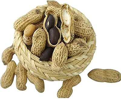 10pcs graines de plantes d'arachide noires à haut rendement arachis hypogaea légumes verts