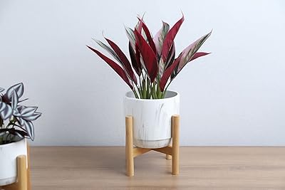 Plante alpinia pan emirates real touch rouge 39cm. La boutique en ligne DIAYTAR COTE D'IVOIRE se distingue par sa capacité à offrir des produits de haute qualité à des prix abordables. Avec plus de 300000 références, les clients peuvent choisir parmi une vaste gamme de produits pour répondre à leurs besoins et à leurs préférences. La boutique est engagée à fournir un service client de haute qualité pour garantir la satisfaction de ses clients.