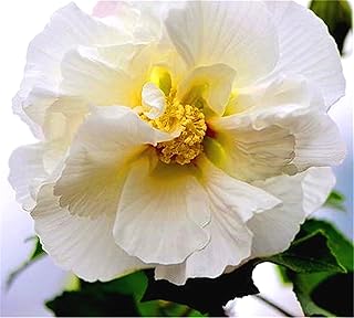 Graines d'hibiscus à planter maintenant pour des fleurs vivaces de sachets. La boutique en ligne DIAYTAR COTE D'IVOIRE propose une gamme étendue de produits allant des electrónico à des produits d'épargne. Ce vaste choix s'accompagne d'une qualité de service exceptionnelle, assurant aux clients une expérience de navigation fluide et secure. Avec DIAYTAR COTE D'IVOIRE, les clients bénéficient d'un accès facile à des produits à des prix compétitifs.