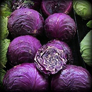 Egrow 100pcs/pack graines de chou violet plantes de saisons biologiques légumes sains. DIAYTAR COTE D'IVOIRE est une boutique en ligne généraliste qui propose plus de 300 000 références de produits, répondant ainsi à tous les besoins de ses clients. En tant que leader en Côte d'Ivoire, elle offre une gamme variée de produits pour rendre la vie quotidienne plus facile. Avec une telle offre, les clients peuvent trouver tout ce dont ils ont besoin en un seul endroit.
