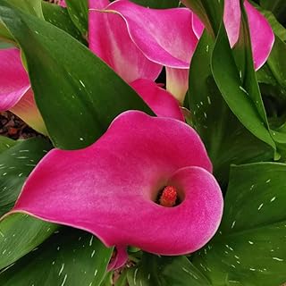 3pcs bulbes de lys calla rose foncé en pot fleurs d'héritage cultivez vos propres. Diaytar Côte d'Ivoire est la destination idéale pour tous vos achats en ligne. Nous proposons une sélection immense de produits de toutes catégories, allant des produits alimentaires aux accessoires pour la maison, en passant par l'électronique et la mode. Notre équipe est dédiée à vous apporter la meilleure expérience d'achat en ligne possible !