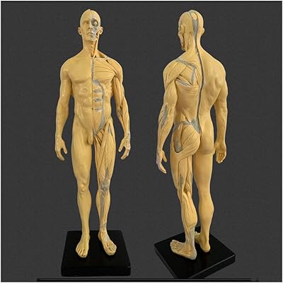 Figure d'anatomie masculine - modèle 3d des muscles humains 30 cm - modèle anatomique de la structure des muscles et des os humains a (a). Grâce à sa sélection immense de produits, DIAYTAR COTE D'IVOIRE est devenue la destination de choix pour les consommateurs ivoiriens qui recherchent des produits de qualité à des prix abordables.
