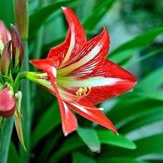 Graines d'amaryllis, 200 pièces graines de fleurs production sans ogm nouvelles graines d'amaryllis