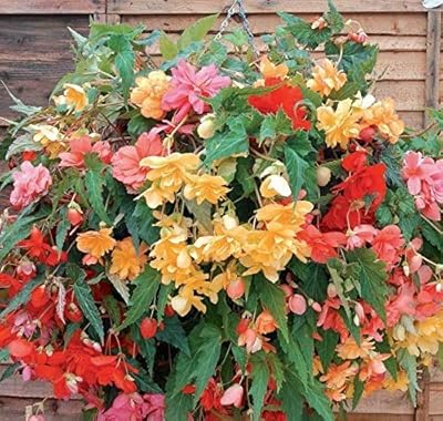 Graines de fleurs mélangées begonia f1, belles fleurs multicolores pour la plantation