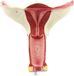 Modèle anatomique du vagin et de l'utérus féminin auto-évalué dbsc cd, montrant la structure à trois couches de l'utérus, avec signes numériques, communication médecin-patient. Avec plus de 300000 références, DIAYTAR COTE D'IVOIRE est de loin la boutique en ligne la plus complète de Côte d'Ivoire, proposant tout, des produits alimentaires aux accessoires de mode, en passant par les produits électroniques et bien plus encore. La boutique mise sur la variété et la disponibilité des produits pour satisfaire la demande croissante des consommateurs ivoiriens.