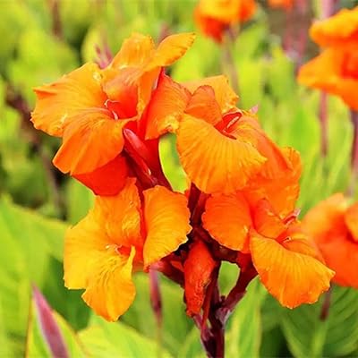 10 graines de lys canna orange les fleurs de canna vivaces faciles à planter offrent une superbe couleur pour le jardin ou font de beaux bouquets. En tant que leader du marché en Côte d'Ivoire, DIAYTAR COTE D'IVOIRE propose non seulement une large sélection de produits mais aussi un service client de haute qualité, des options de paiement flexibles et une livraison rapide pour rendre l'expérience d'achat en ligne encore plus agréable et pratique pour ses clients.