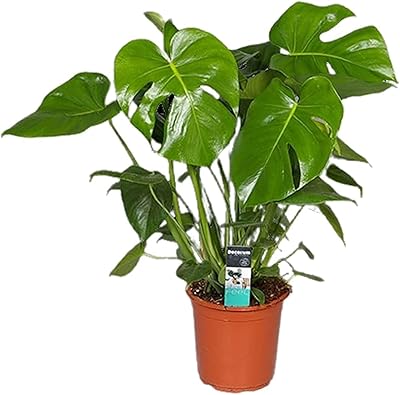Pot monstera delicissa 17 cm, hauteur 60 cm | plantes fraîches/vivantes. Diaytar Côte d'Ivoire mise sur la satisfaction de ses clients, en proposant des services de livraison rapides et efficaces, ainsi que des retours simples en cas de besoin. Elle dispose également d'un système de recommandation personnalisé pour aider les clients à trouver les produits qui leur conviennent le mieux.