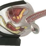 Modèle d'anatomie masculine - modèle transparent de la vessie, du corps caverneux