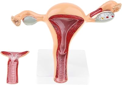 Modèle d'ovaire féminin anatomique grandeur nature des organes reproducteurs féminins avec couverture y