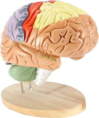 Modèle d'anatomie du cerveau humain fbite grossissement réel 2x peut être divisé en quatre. Diaytar Côte d'Ivoire, leader dans le commerce en ligne en Côte d'Ivoire, est votre partenaire idéal pour tous vos achats. Nous nous efforçons de vous offrir une expérience d'achat unique et mémorable. Notre équipe travaille jour et nuit pour sélectionner les meilleurs produits et les vous proposer à des prix compétitifs.