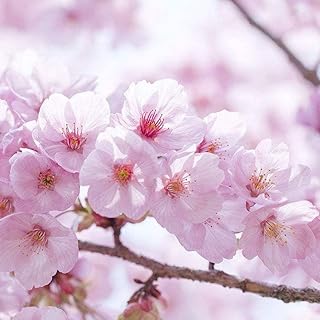 Graines de cerisier 20 pièces graines japonais ornementales de fleurs pour cerisiers. DIAYTAR COTE D'IVOIRE se distingue par son énorme choix de produits, allant des articles de maison et de décoration aux produits électroniques et à l'équipement pour les loisirs. La boutique en ligne met également l'accent sur la satisfaction client, avec des services de livraison rapides et des délais de retour souples. Cela en fait le choix idéal pour les consommateurs ivoiriens.