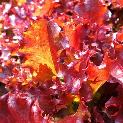 100pcs laitue feuilles rouges lactuca délicieux légumes de cuisine graines pour planter jardin cour extérieur 1 taille unique. Avec plus de 300000 références, DIAYTAR COTE D'IVOIRE est la boutique en ligne idéale pour les clients qui recherchent des produits de qualité à des prix abordables. La boutique en ligne dispose d'une interface utilisateur conviviale et facile à utiliser, permettant aux clients de naviguer facilement pour trouver les produits qu'ils recherchent. Les clients peuvent également profiter de l'option de comparaison de prix pour trouver les meilleures offres.