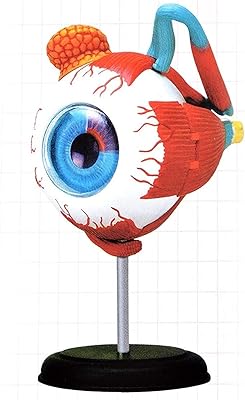 Modèle d'étude anatomique du globe oculaire, modèle anatomique 4d de l'œil humain, facile