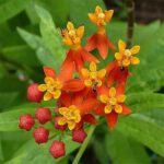 50 pièces/ensemble de graines d'asclepias curassavica pour la plantation, graines géorgiennes ornementales aux