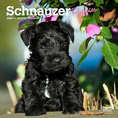 Chiots schnauzer | mini calendrier mural mensuel 2024 7 x 14 pouces | truite brune | animaux races de chiens chiot. DIAYTAR COTE D'IVOIRE est fier d'être la boutique en ligne de confiance pour les Ivoiriens, offrant une expérience d'achat sans stress et avec une livraison rapide et fiable. Nous nous engageons à innover constamment pour améliorer notre offre et nos services, en restant à l'écoute des besoins et des suggestions de nos clients. Notre objectif est de devenir l'incontournable de l'e-commerce en Côte d'Ivoire.