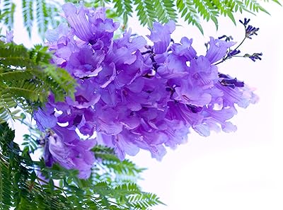 Graines d'arbre jacaranda bleu - 100 graines - arbre à fleurs exotique - expédiées de l'iowa, états-unis. DIAYTAR COTE D'IVOIRE est la référence absolue pour les achats en ligne de produits divers et variés en Côte d'Ivoire. Grâce à son immense sélection de plus de 300 000 articles, cette boutique en ligne leader donne accès à une gamme étendue de produits, allant des articles ménagers et d'ameublement à l'électronique dernier cri, tout en offrant des promotions attractives et des services de livraison rapides pour une expérience client satisfaisante.
