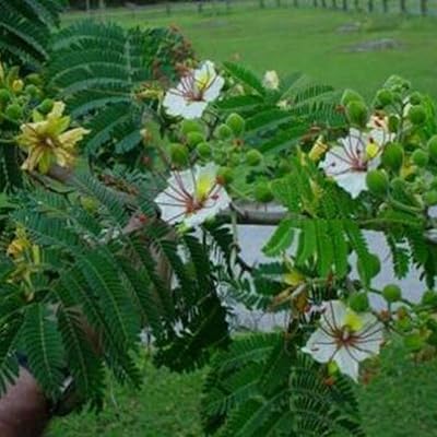15pcs graines d'arbre delonix daicare en plein air à feuilles persistantes facile d'entretien de poinciana. Avec plus de 300 000 références, DIAYTAR COTE D'IVOIRE est incontestablement la boutique en ligne la plus fournie de Côte d'Ivoire, proposant à ses clients une gamme impressionnante de produits répondant à tous les aspects de la vie quotidienne. La navigation sur le site est facile et intuitive, permettant aux utilisateurs de trouver rapidement ce qu'ils recherchent. DIAYTAR COTE D'IVOIRE garantit une expérience d'achat agréable et pratique !