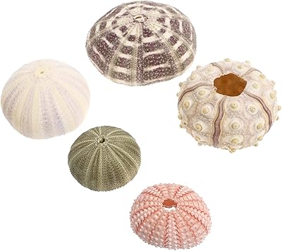 Yarno 5 pièces coquille d'oursin spoutnik plantes marines plantes aériennes ornement d'aquarium coquille